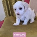 Malton (Maltese x Cavachon) Puppies for sale 'THE ULTIMATE TEDDY BEAR'-2