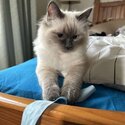 Ragamese kittens for sale (Ragdoll x Siamese)-4