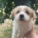 Maltese shih tzu male puppy for sale -0