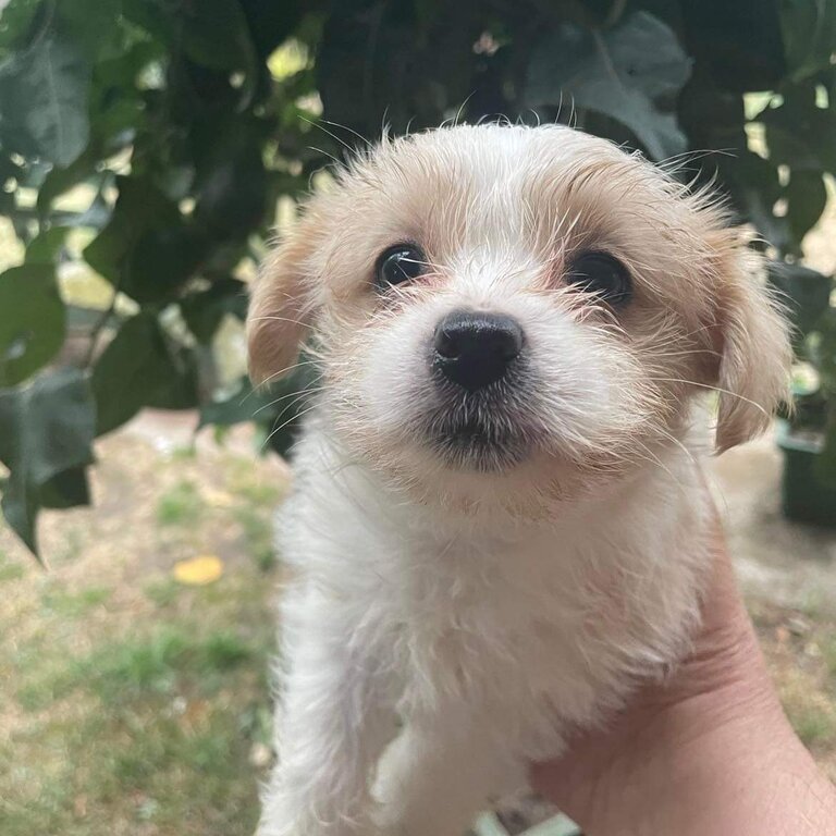 Maltese shih tzu male puppy for sale 