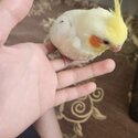 Cockatiels for sale -0