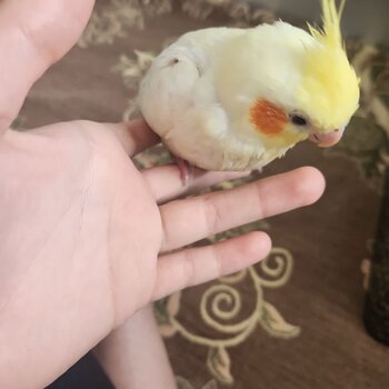 Cockatiels for sale 