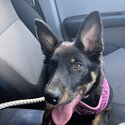 9 month german shepherd puppy-2