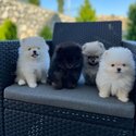 Pomeranian  and Maltese Puppies for adoption males and females -4