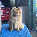 Miniature Pomeranian-0