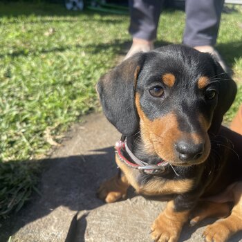 Black and tan puppies 