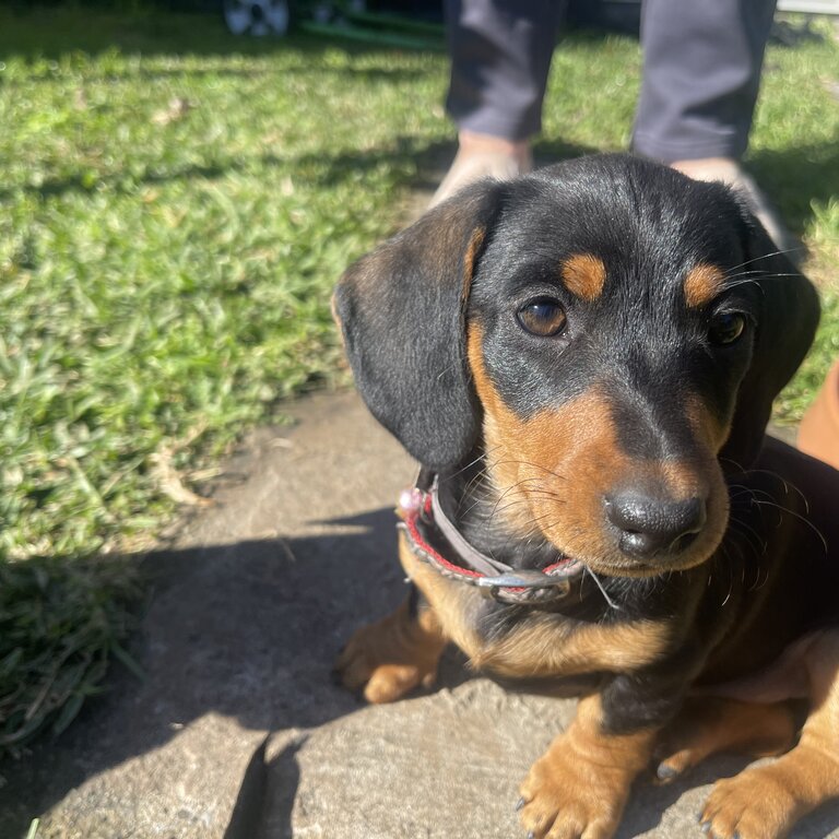 Black and tan puppies 