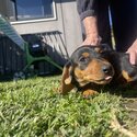 Black and tan puppies -2