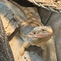 Bearded Dragon with entire set up-3