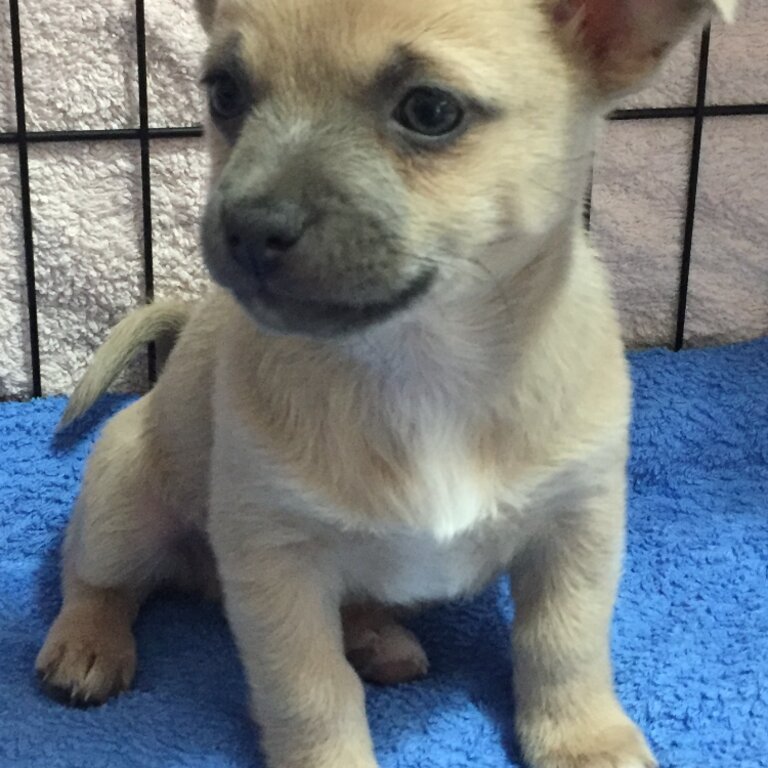 Chihuahua X Pomeranian Pups