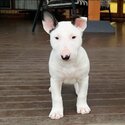 Purebred Female Bull Terrier Puppies-1