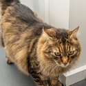 Siberian x Tabby for rehoming -4