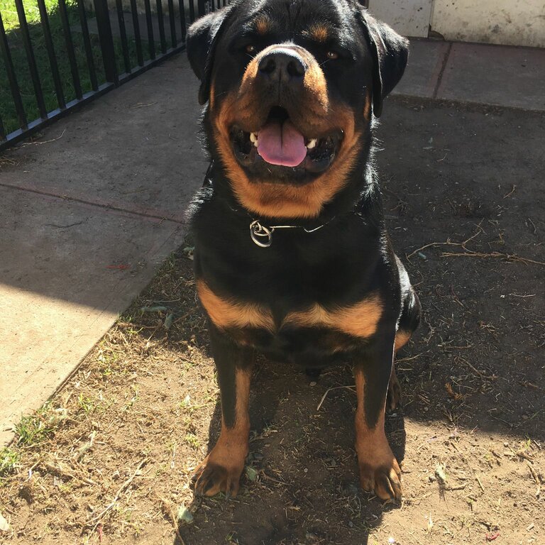 Rottweiler family dog 