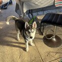 Siberian Husky pup-3