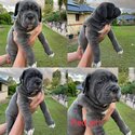 Bandog cane Corso -4