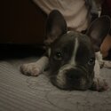 3 month old french bulldog puppy-0