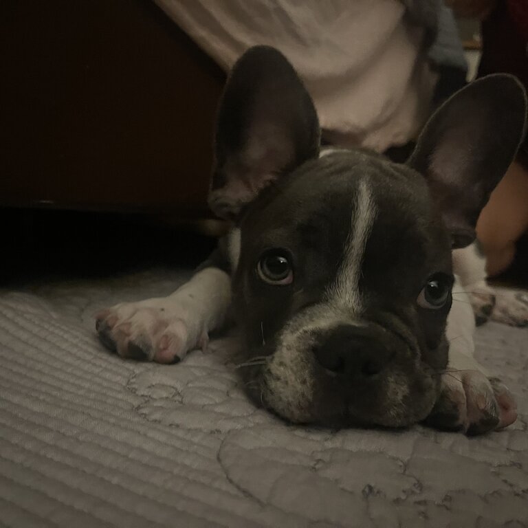 3 month old french bulldog puppy