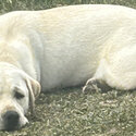 Pure breed labrador -1