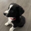 BORDER COLLIE PUPPIES - Ready: 06/10/2023-3