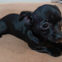 CHIHUAHUA PUREBRED APPLE HEAD PUPPY-FEMALE-SANCTUARY POINT 2540-2