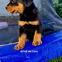 Rotweiler Puppies-4