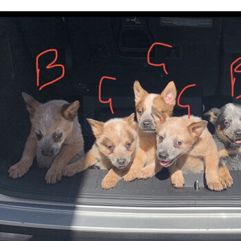 12 week old cattle dog puppies