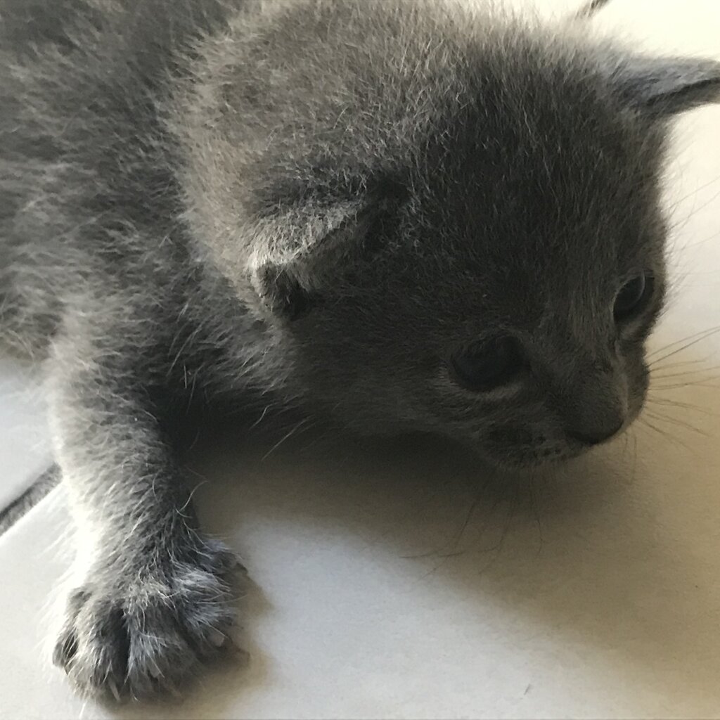 Russian Blue x Grey Tabby