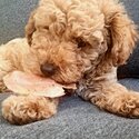 Last pure bred miniature poodle -2