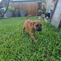 Rednose x mastiff puppies-5