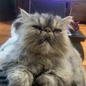 Pure breed Adorable and gentle persian cat-1