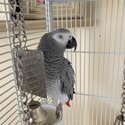 – African Grey Parrot-3