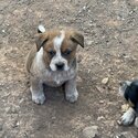 Australian Cattle Dog Puppies -1