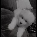 Samoyed puppy-0