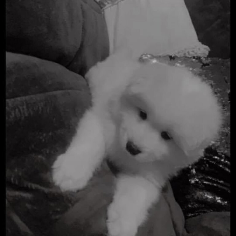 Samoyed puppy