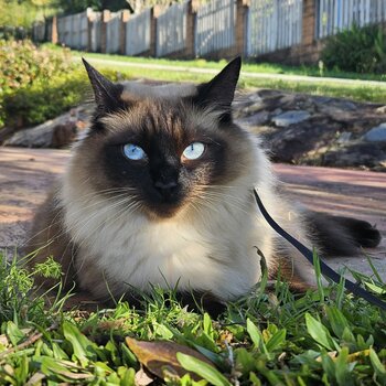 Chocolate point Ragdoll