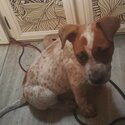 Cattle Dog Puppies -2