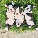 Healthy Gorgeous Boston Terrier Puppies-1