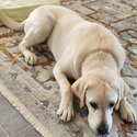 Urgent Labrador for sale -1