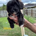 Ready to go! Cavoodle puppies-3