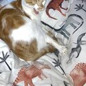 Gorgeous, friendly ginger and white tabby-2