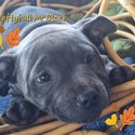 Purbread Staffordshire Bull Terrier puppies-2