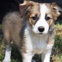 Border Collie Pups-2