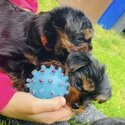 Yorkshire Terrier Puppies for sale-1