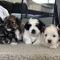 Maltese Shih Tzu Puppies ready in 4 weeks-0