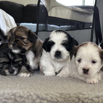 Maltese Shih Tzu Puppies ready in 4 weeks