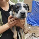 Cattle Dog Puppies -3