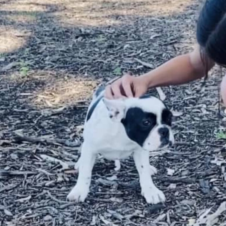 French Bulldog Female