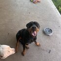 Riley - 16 Month old female Rottweiler -1