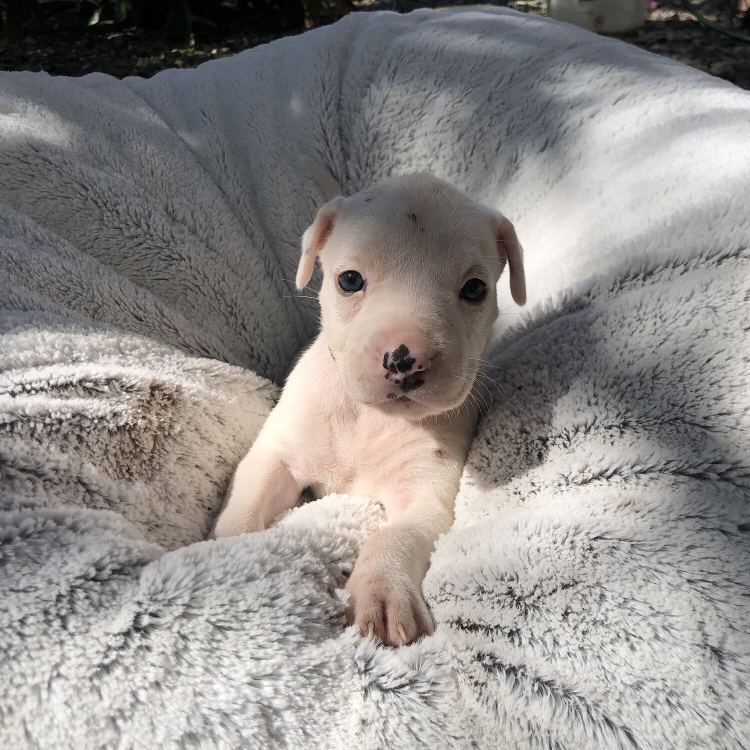 Bull Arab Puppies For Sale