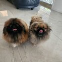 A Pair of Pekingese for sale -0